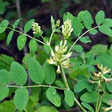 Attēlu rezultāti vaicājumam “Astragalus glycyphyllos leaf”
