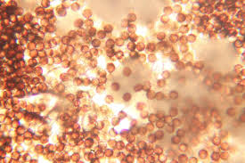 Attēlu rezultāti vaicājumam “Physarum bryomacrocarpum sessile”