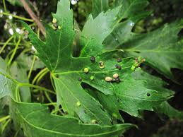 Attēlu rezultāti vaicājumam “Vasates quadripedes”