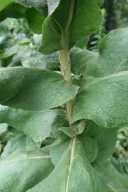 Attēlu rezultāti vaicājumam “Verbascum densiflorum leaf”