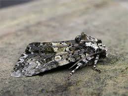 Attēlu rezultāti vaicājumam “Craniophora ligustri”