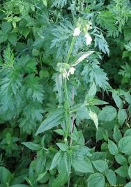 Attēlu rezultāti vaicājumam “Silene borysthenica bud”