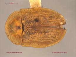 Attēlu rezultāti vaicājumam “Cassida”