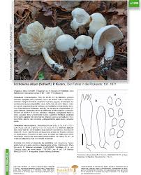 Attēlu rezultāti vaicājumam “Tricholoma album”