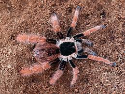 Attēlu rezultāti vaicājumam “Colloderma robustum”