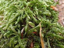 Attēlu rezultāti vaicājumam “Isothecium myosuroides”