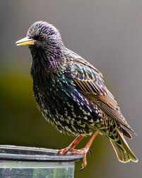 Attēlu rezultāti vaicājumam “Sturnus vulgaris”