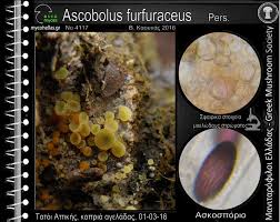 Attēlu rezultāti vaicājumam “Ascobolus furfuraceus”