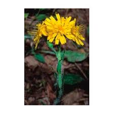 Attēlu rezultāti vaicājumam “Hieracium murorum flower”