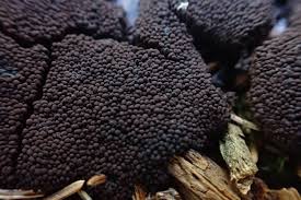 Attēlu rezultāti vaicājumam “Symphytocarpus impexus”