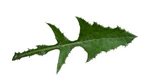 Attēlu rezultāti vaicājumam “Sonchus asper leaf”
