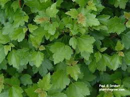 Attēlu rezultāti vaicājumam “Ribes alpinum leaf”