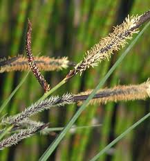 Attēlu rezultāti vaicājumam “Carex acuta leaf”