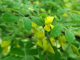 Attēlu rezultāti vaicājumam “Caragana arborescens leaf”