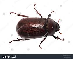 Attēlu rezultāti vaicājumam “Aphodius sp.”