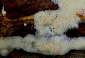 Attēlu rezultāti vaicājumam “Diplomitoporus flavescens”