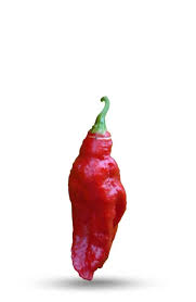 Afbeeldingsresultaat voor naga jolokia hot pepper