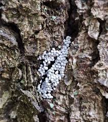 Attēlu rezultāti vaicājumam “Claustria didermoides”