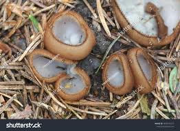 Attēlu rezultāti vaicājumam “Humaria hemisphaerica”