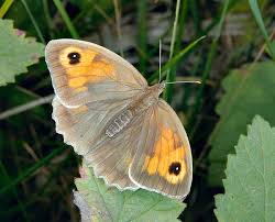 Attēlu rezultāti vaicājumam “Maniola jurtina male”