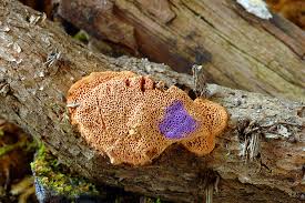 Attēlu rezultāti vaicājumam “Hapalopilus nidulans”