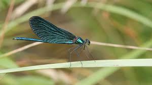 Attēlu rezultāti vaicājumam “Calopterygidae”