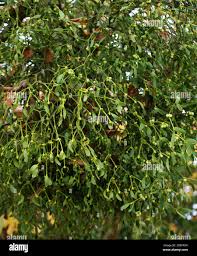 Attēlu rezultāti vaicājumam “Santalaceae”