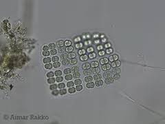 Attēlu rezultāti vaicājumam “Comatricha elegans var. microspora”