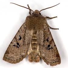 Attēlu rezultāti vaicājumam “Cribraria rubiginosa”