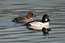 Attēlu rezultāti vaicājumam “Bucephala clangula”