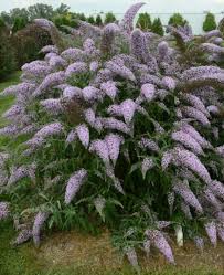 Image result for Buddleja davidii