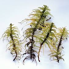 Attēlu rezultāti vaicājumam “Helodium blandowii”