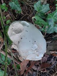 Attēlu rezultāti vaicājumam “Langermania gigantea”