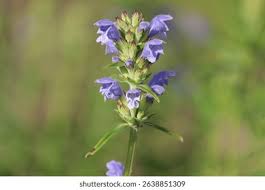 Attēlu rezultāti vaicājumam “Dracocephalum ruyschiana leaf”