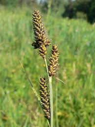 Attēlu rezultāti vaicājumam “Carex hartmanii”