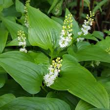 Attēlu rezultāti vaicājumam “Maianthemum bifolium”