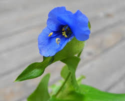 Attēlu rezultāti vaicājumam “Commelina coelestis”