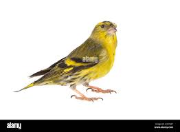 Attēlu rezultāti vaicājumam “Carduelis spinus”