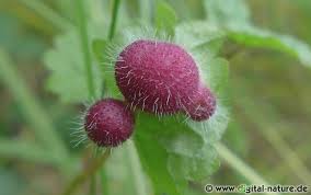 Attēlu rezultāti vaicājumam “Liposthenes glechomae”