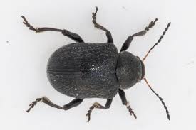 Attēlu rezultāti vaicājumam “Adoxus obscurus”