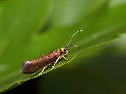 Attēlu rezultāti vaicājumam “Roeslerstammia erxlebella”