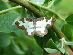 Attēlu rezultāti vaicājumam “Lomaspilis marginata”