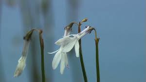 Attēlu rezultāti vaicājumam “Lobelia dortmanna flower”