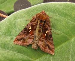 Attēlu rezultāti vaicājumam “Autographa pulchrina”
