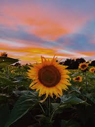 Image result for Sonnenblume