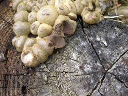 Attēlu rezultāti vaicājumam “Reticularia lycoperdon young”