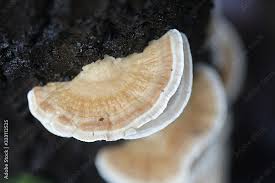 Attēlu rezultāti vaicājumam “Trametes ochracea”