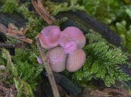 Attēlu rezultāti vaicājumam “Lycogala confusum”