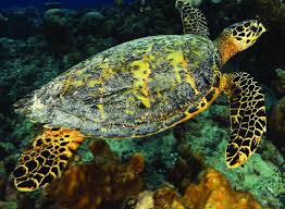 Image result for Eretmochelys imbricata