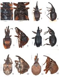 Attēlu rezultāti vaicājumam “Protapion sp.”